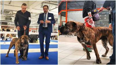 RUSS KANARIO S AZISH TAU BRUNO DE REY GLADIADOR