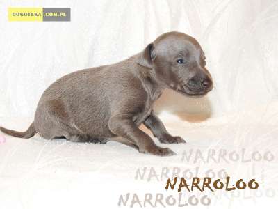 Narroloo Dogoteka FCI