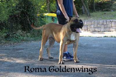 ROMA GOLDENWINGS