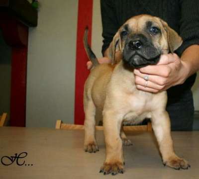 H-FEMALE DES MOLOSSES DES 7 VALLEES