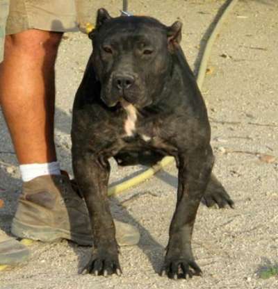 CATALINA DE KING ZULU