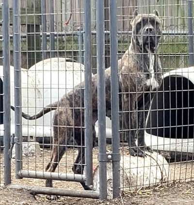 HYNA DE EL MIKE KENNEL