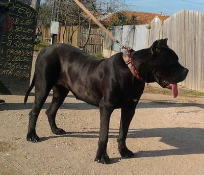 F'ROUA DE MOZACAN BULL