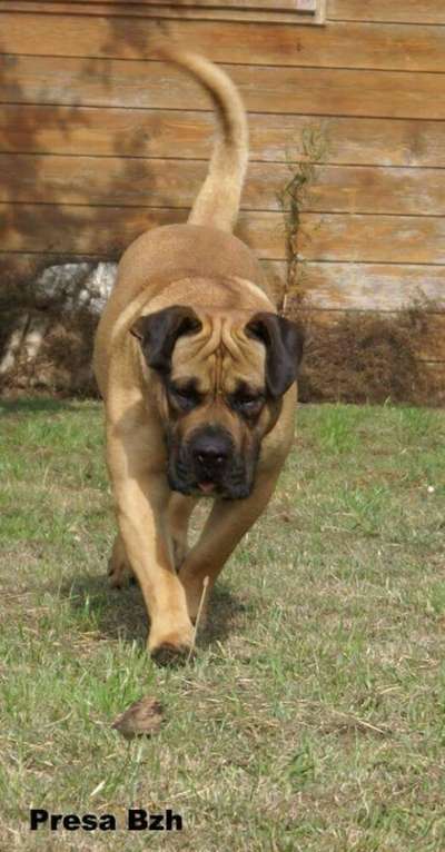 HI'LION DE LA HUELLA DEL PRESA CANARIO