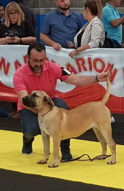 BIMBA DE SAMCOR
