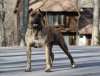 The White Walker of Wounded Bear