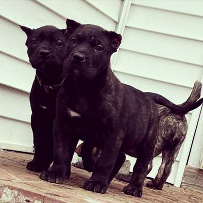 ONLY THE FAMILY KENNELS EL CHAPO