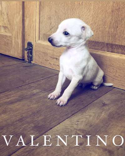 Valentino Touch Eclat De La Squadra D'Elite