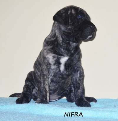 NIFRA HAVA NAGILLA