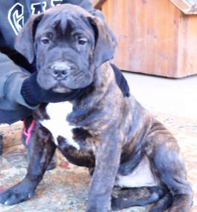 BOSS BULL CANARIO FIGO