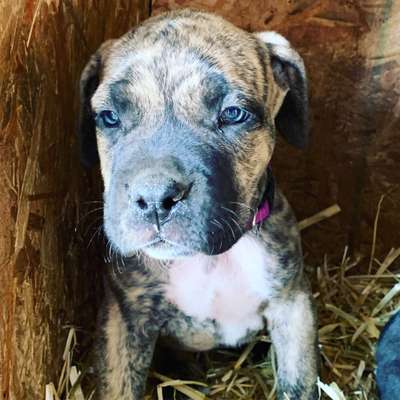 VUDU DE TOLEDO PRESA