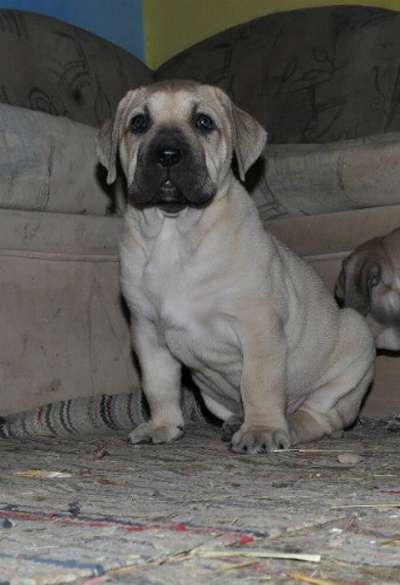 REINA DE VIKING GUARD KENNEL