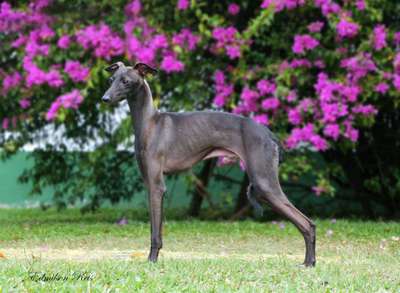 William Douglas D'Ame Noble Do BR Reino