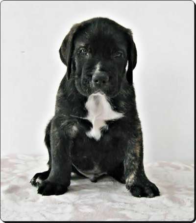 TERROR CABALLERO CANARIO