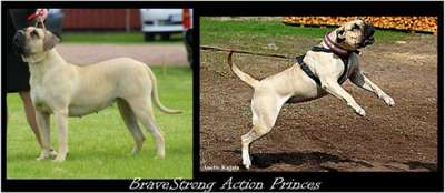 BRAVE STRONG ACTION PRINCES