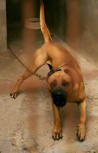 MORO DE PERRO DE LA TIERRA