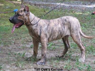 CARISSA OF TALL OAKS