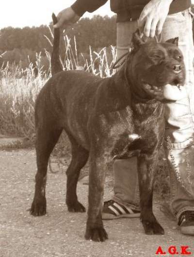 Carmelita Guardia de Hado