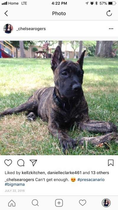 GIGI DE E&G KENNELS