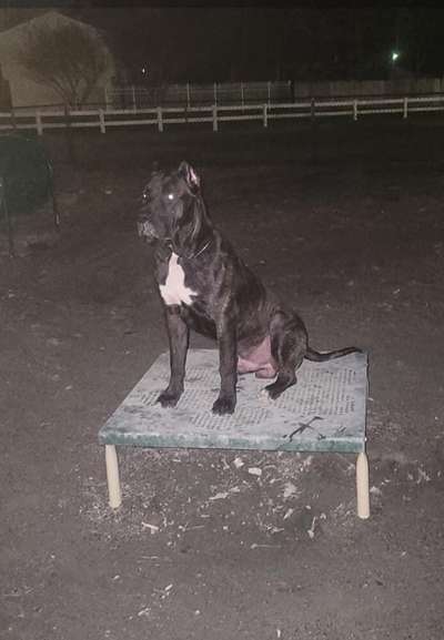 DRAKO DE RAW PRESAS