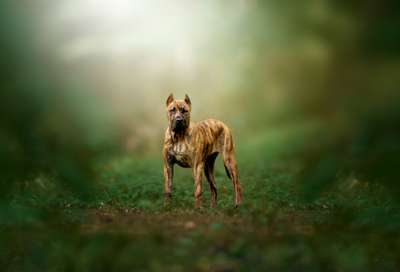 YUKON GEM OF PROPER K9