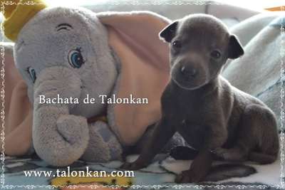 Bachata De Talonkan