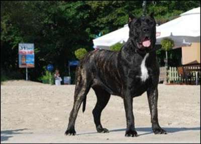 ZULA DE PRESA AWANGARDA