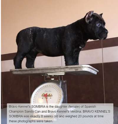 BRAVO KENNEL'S SOMBRA
