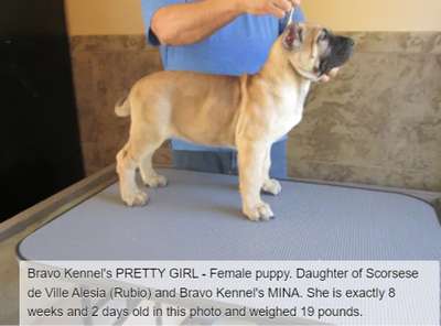 BRAVO KENNEL’S PRETTY GIRL