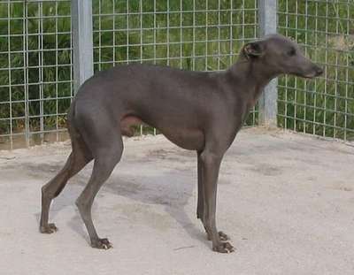 Ulises De Silvergrey