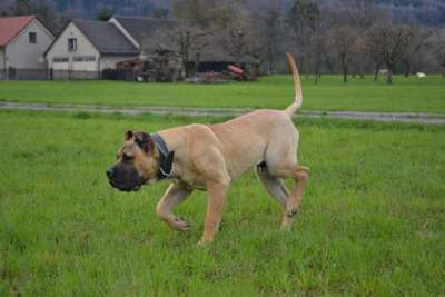 THOR CANCHAS DE LOS GUANCHOS