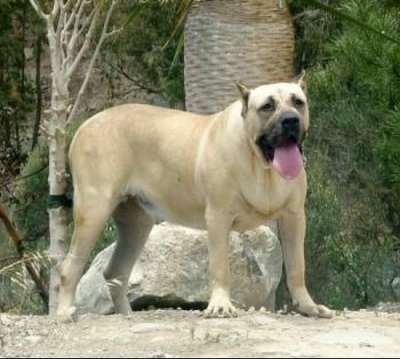KHIARA DE LA ISLA DE LOS VOLCANES