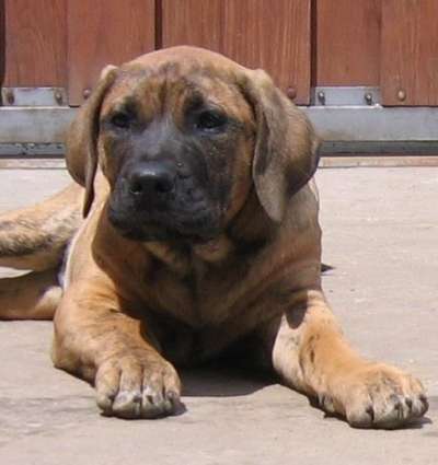 SUNDANCEDOGS BALDO