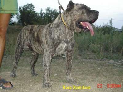 LOCO XANTI LAND