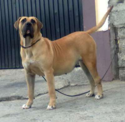 POLCA