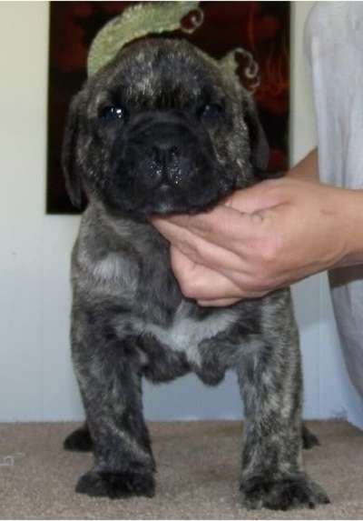 PRESA PERFECTION SCRAPPY (MACHO)