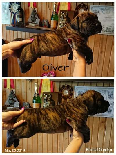 OLIVER NUESTRA SANGRE