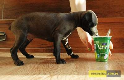 Industrial Dogoteka FCI