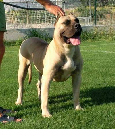 GAIA DE SPALATO BULL