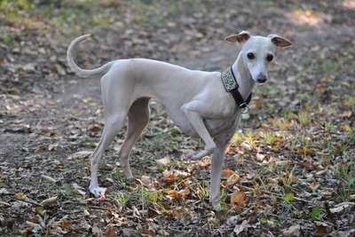 Elite Top Model Du Domaine De Chanteloup