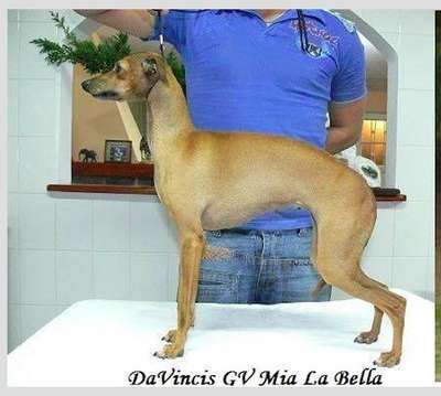 Davinci's GV Mia La Bella
