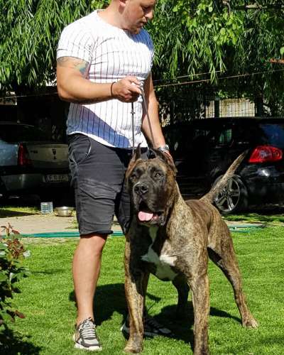THOR DE SPARTAN DOG KENNEL