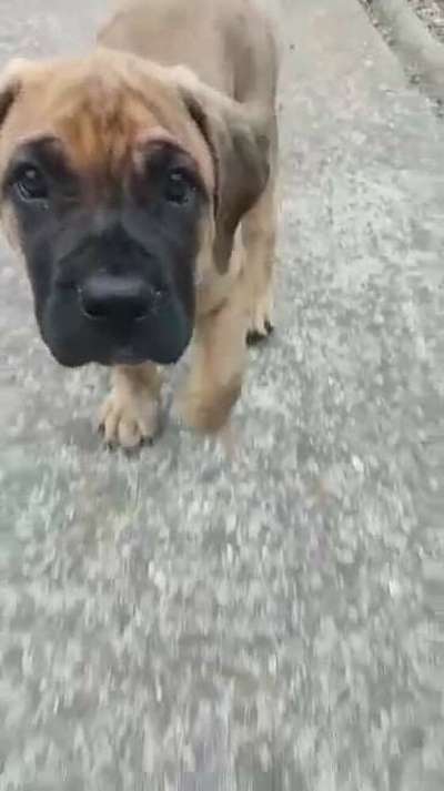 DIESEL DE LOS BOSS MALUCOS