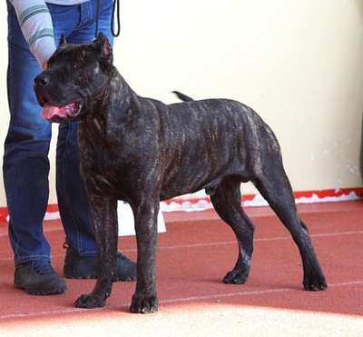 RAMIRO CABALLERO CANARIO