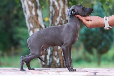 Zodiak Super Charty