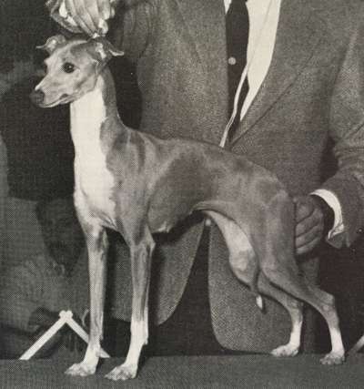 Evergreen's Golden Tiara