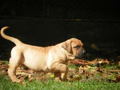 YNDIA DE SPARTAN DOG KENNEL