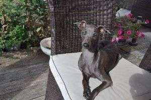 Phiebe D'Amby Bambi