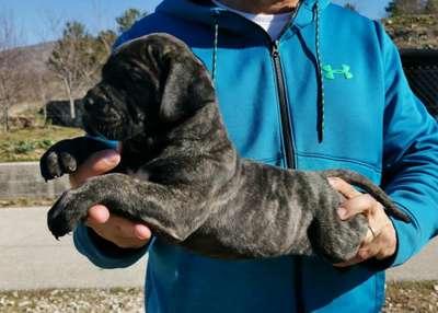 PANZER EL AUTENTICO CANARIO