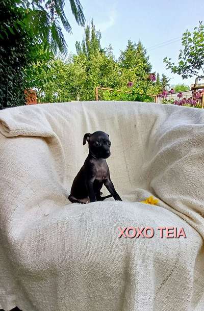 Xoxo Teia Quindici